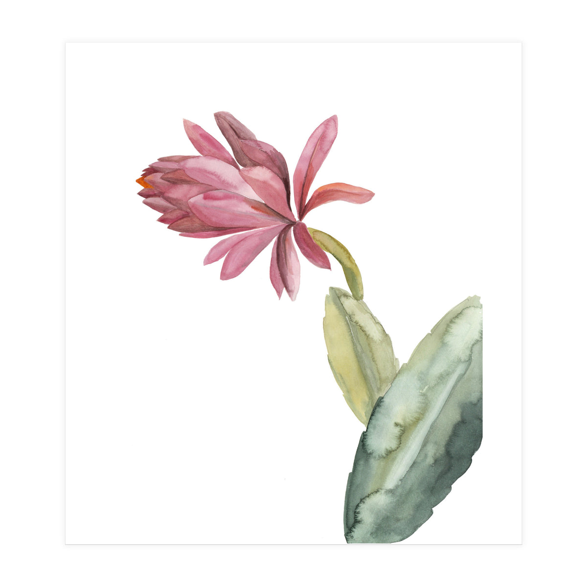 Botanical Illustration Pink Cactus Flower (Print Only)