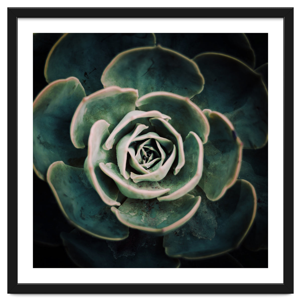 DARKSIDE OF SUCCULENTS IV-A