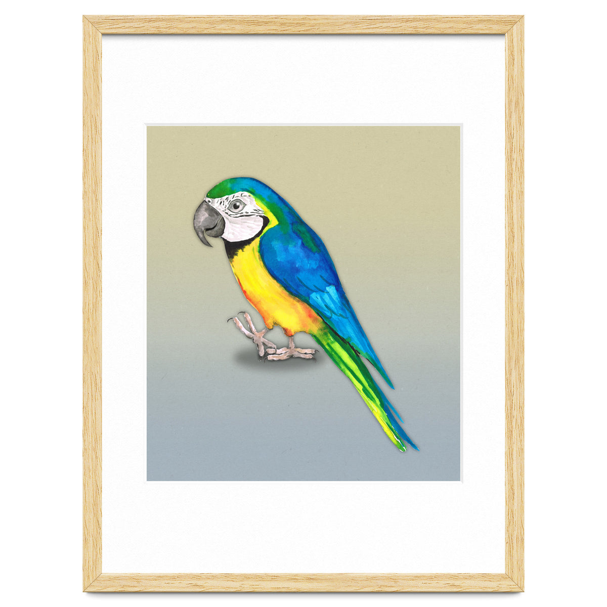 Blue and yellow macaw