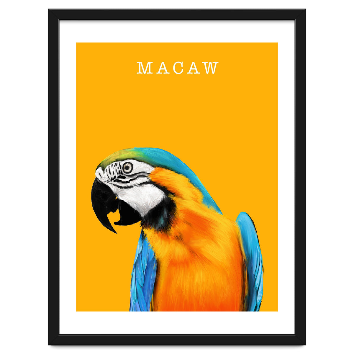 Macaw