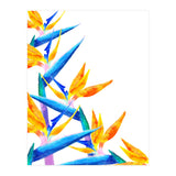 Bird Of Paradise Watercolor (Print Only) thumbnail