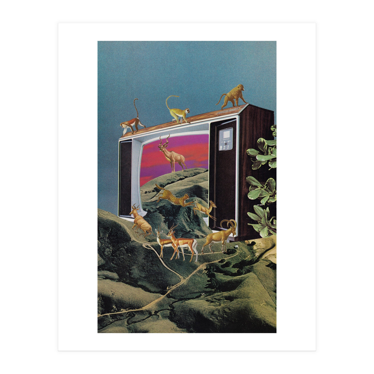 Animal Channel (Print Only)