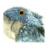 Blue Parrot (Print Only) thumbnail