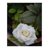 Angel Rose (Print Only) thumbnail