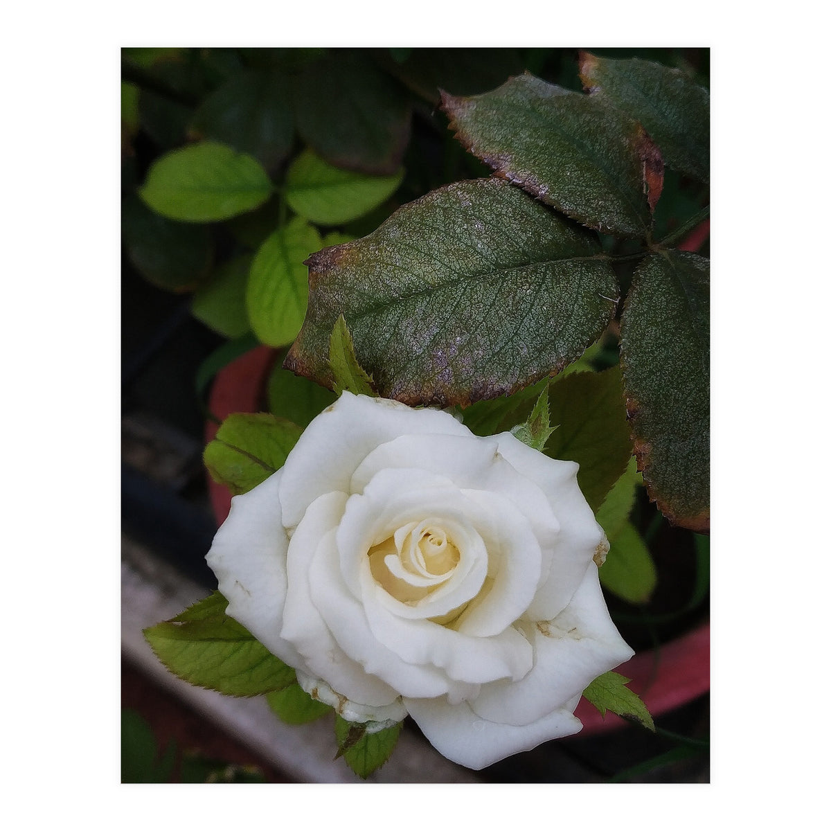 Angel Rose (Print Only)