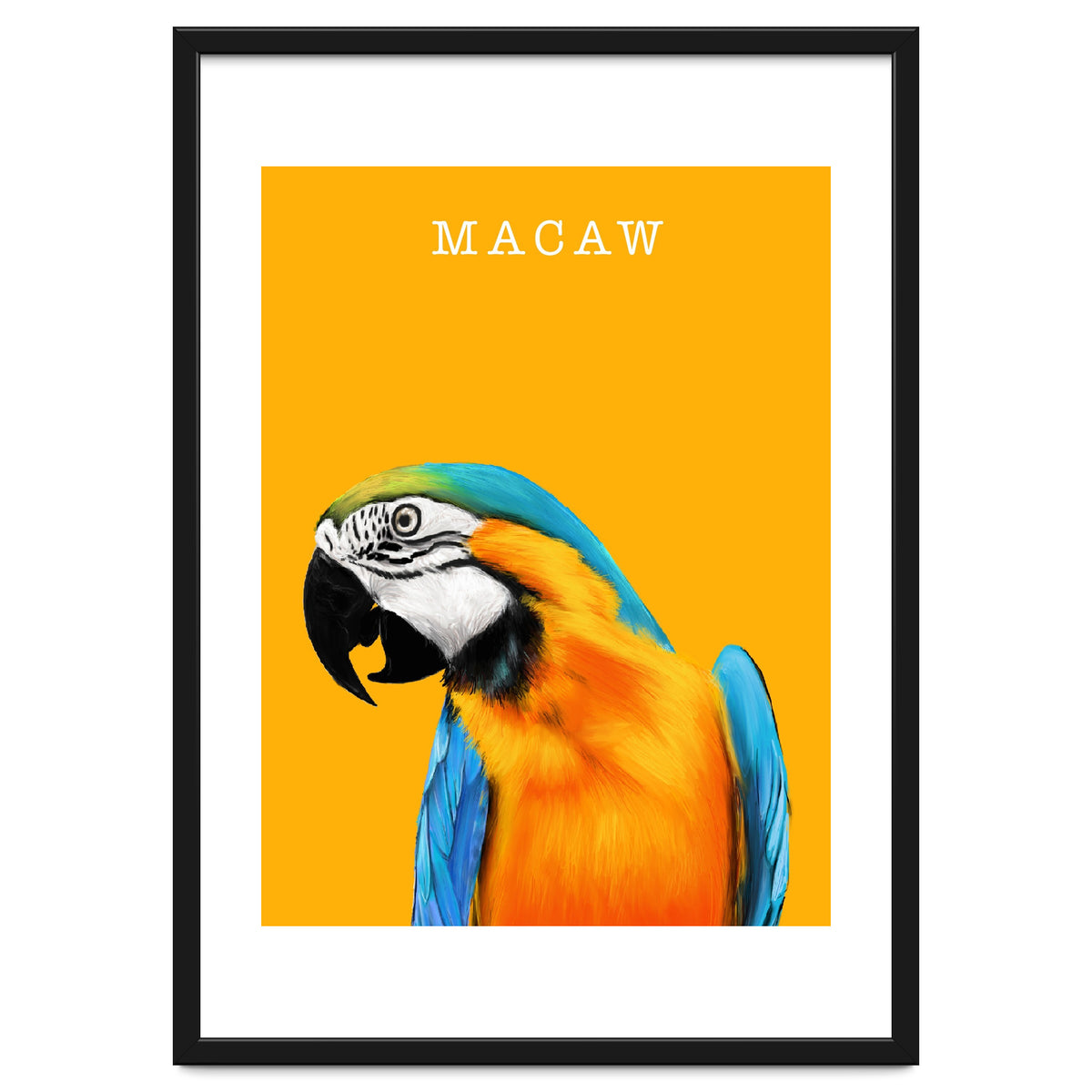 Macaw