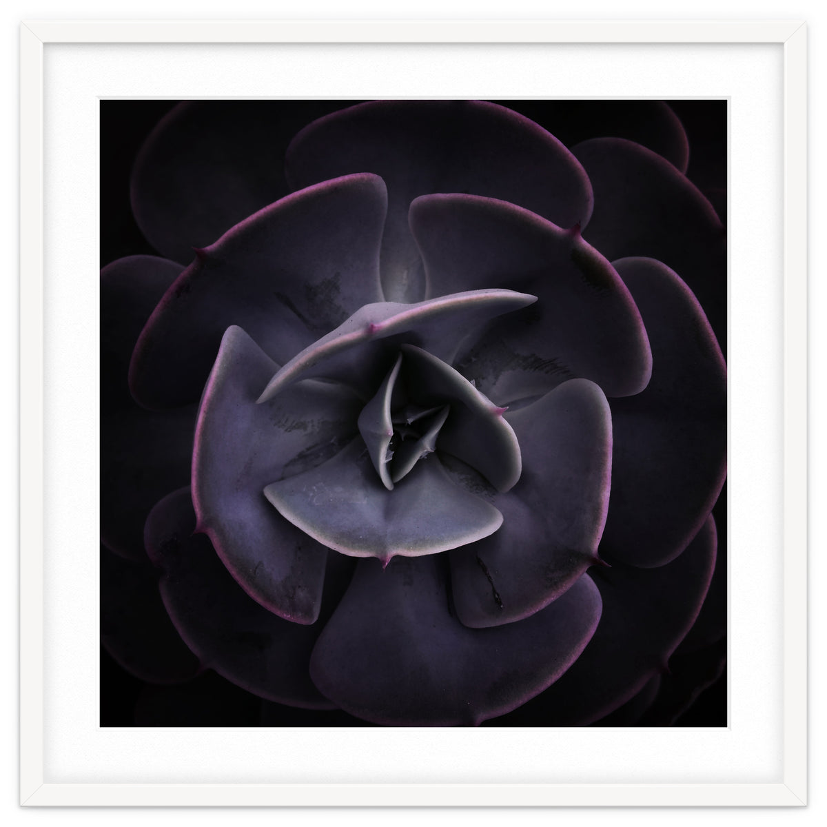 DARKSIDE OF SUCCULENTS VIII