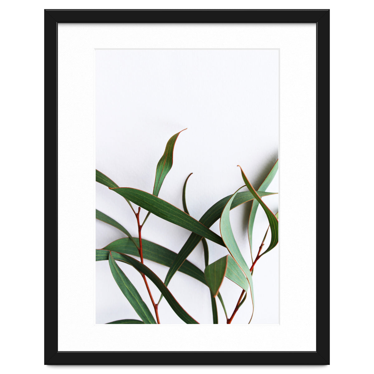 Green Eucalyptus leaves