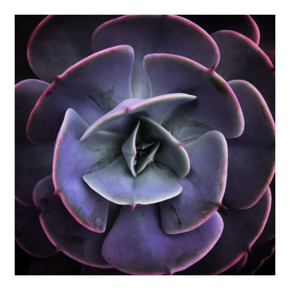 DARKSIDE OF SUCCULENTS VII (Print Only)
