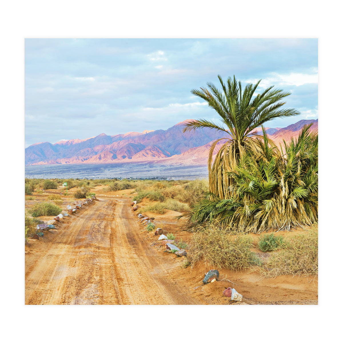 Joshua Tree (Print Only)