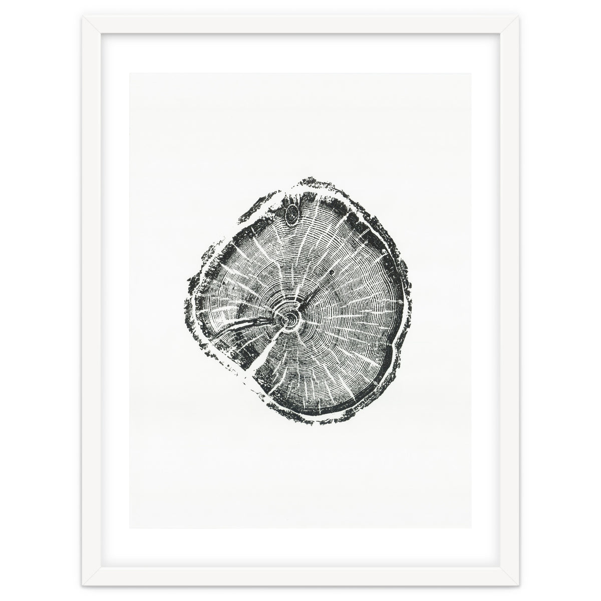 Tree Ring Print, Albion Basin, Utah, Pine Tree Print