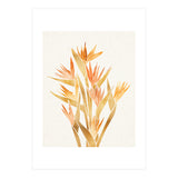 Tropical Bird of Paradise Bouquet (Print Only) thumbnail