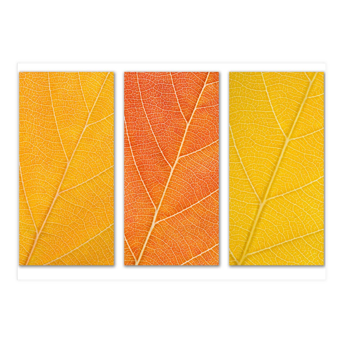 Autumn Leaves (Print Only)