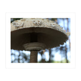 Shelter In The Woods (Print Only) thumbnail