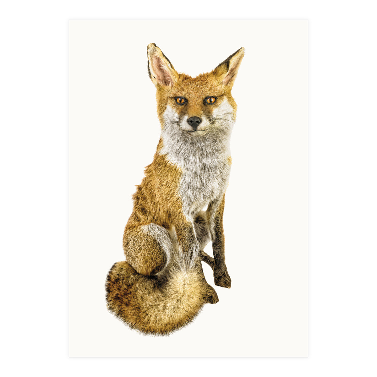 Cc Animal 03 (Print Only)