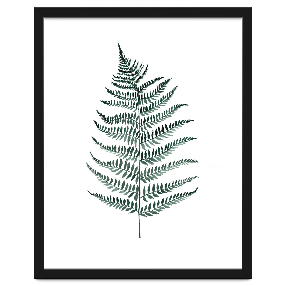 Botanical Illustration Silverfern