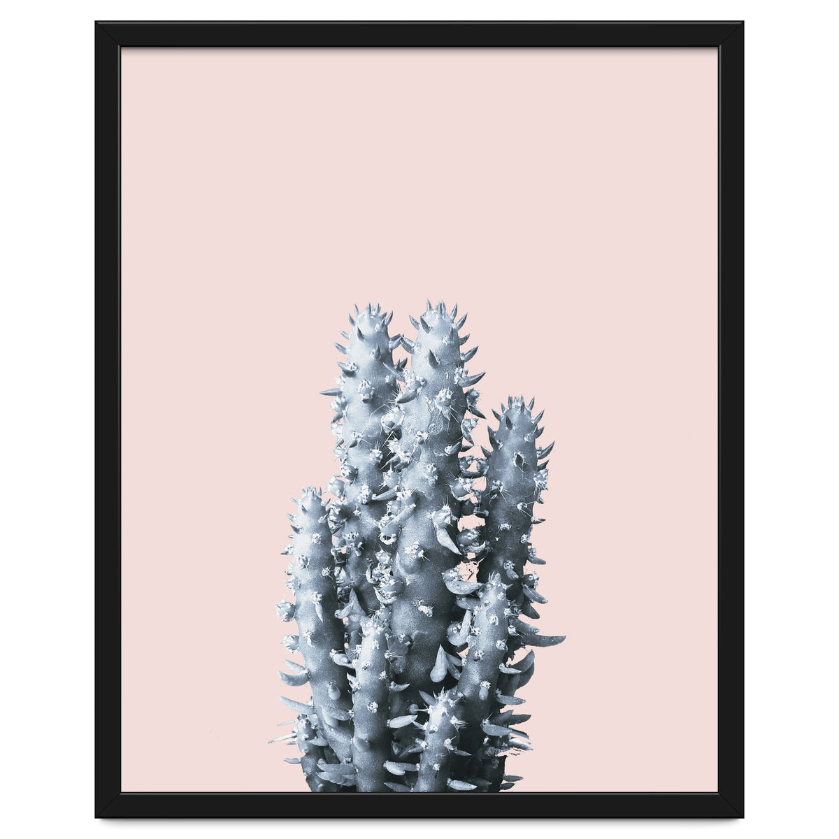 Cactus collection BL-III