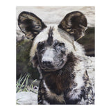 African Painted Dog II (Print Only) thumbnail