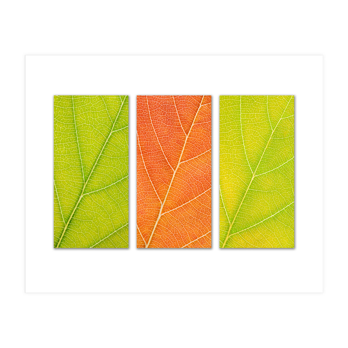 Autumn Leaves (Print Only)