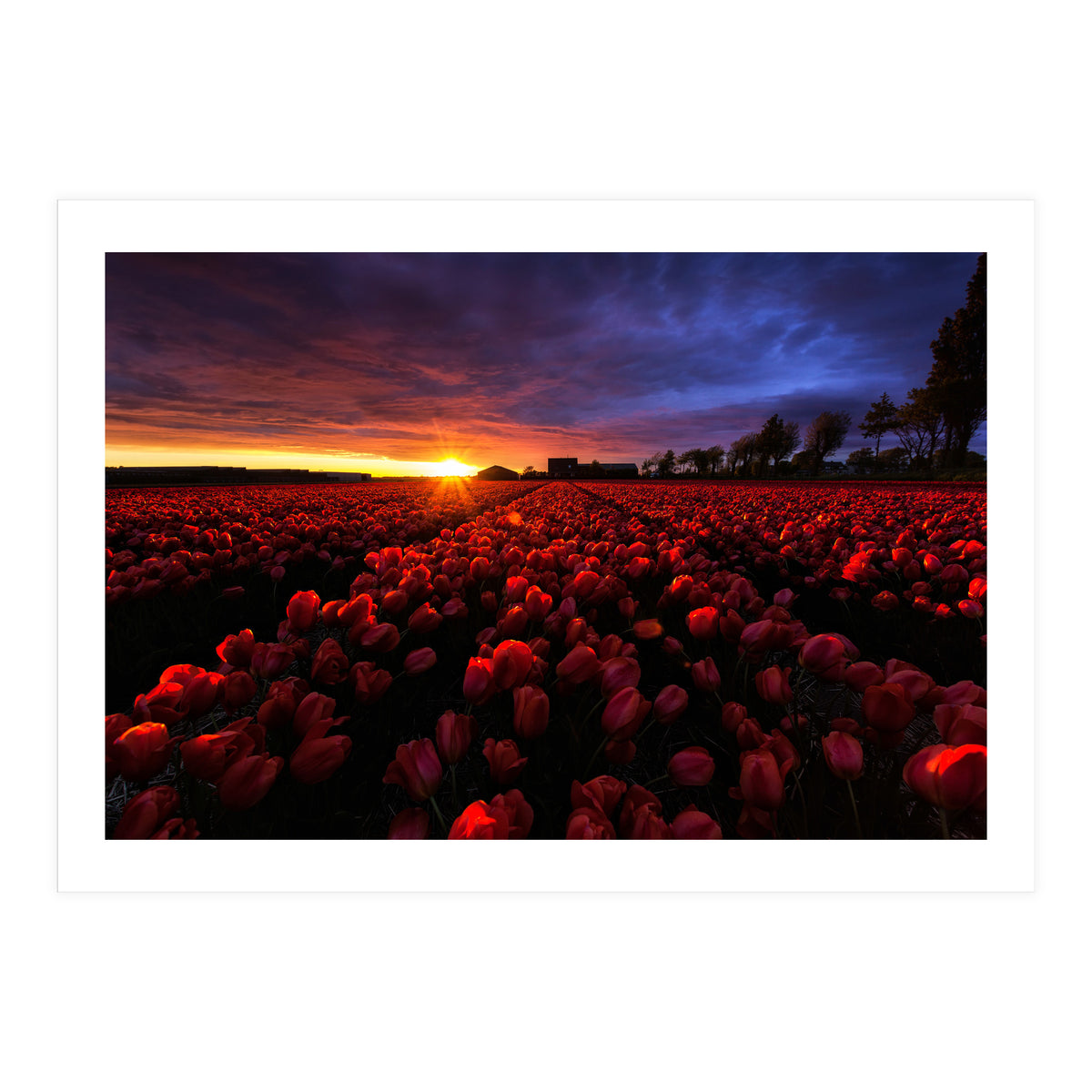 Red And Blue (Print Only)