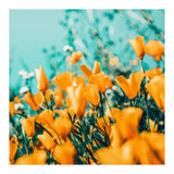 Nyla (Print Only) thumbnail