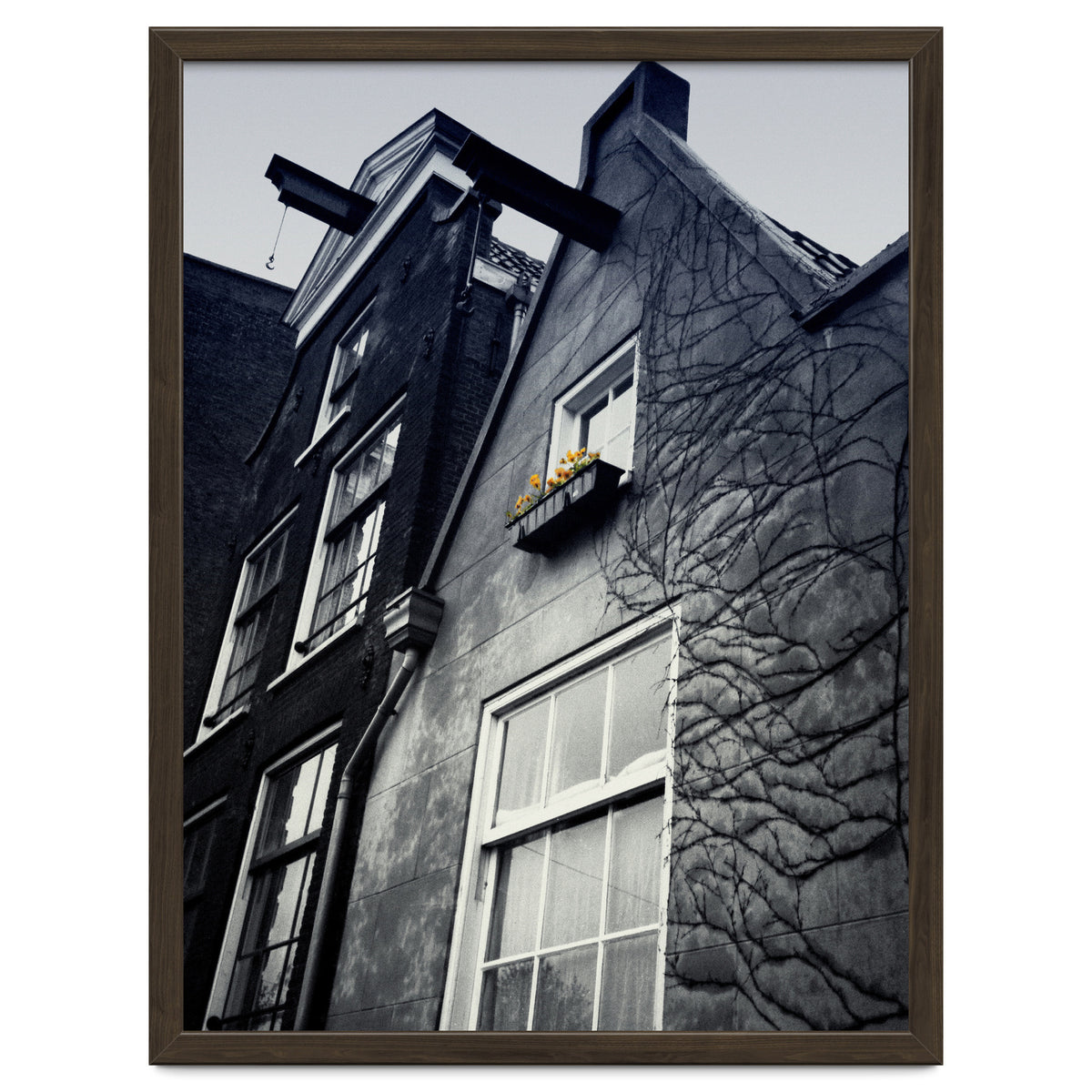 Amsterdam. House With Yellow Flowers.