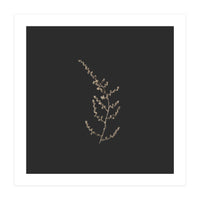 Delicate Golden Fynbos Botanicals on Black - Square (Print Only)