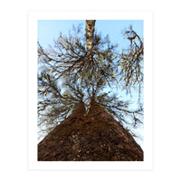 Ataraxia - Tree Series 2 (Print Only)