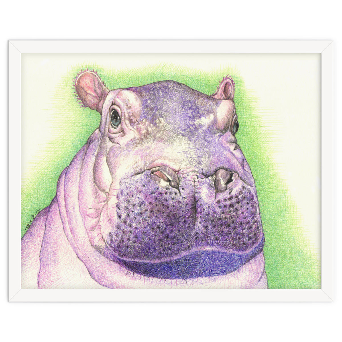 Purple Hippo