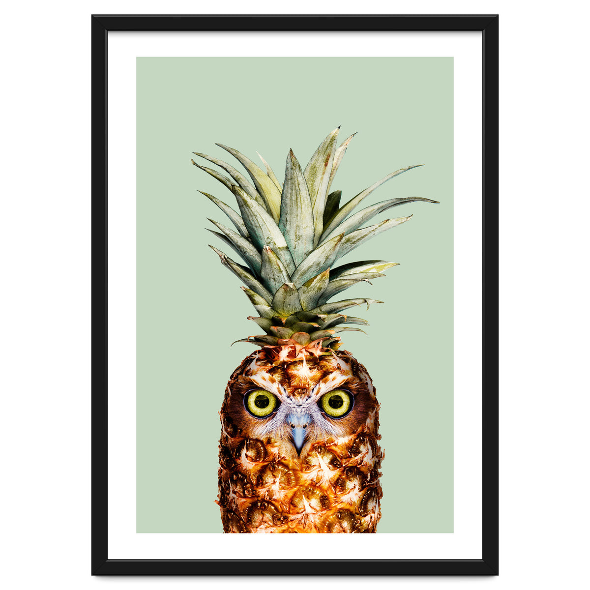 Pineapple Owl