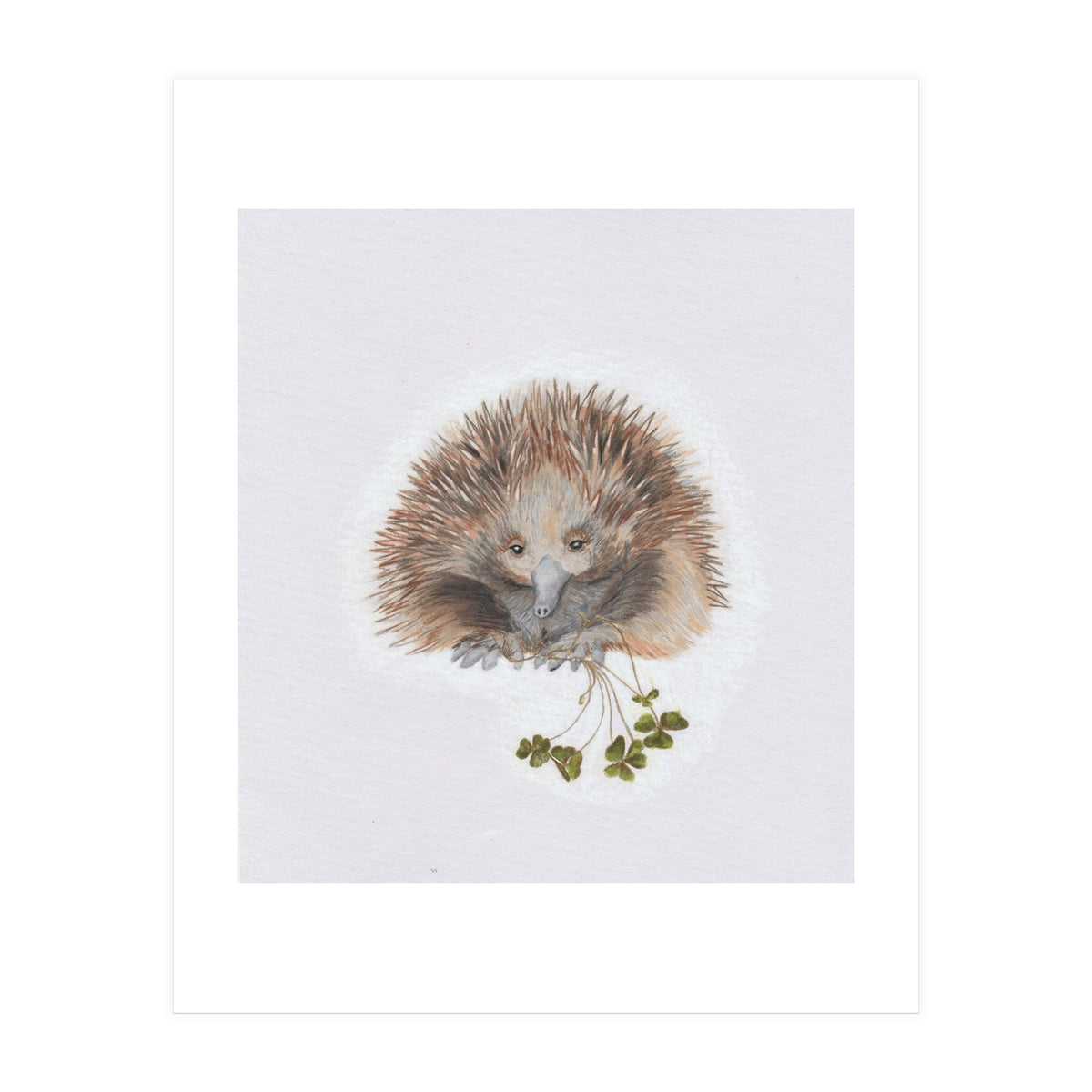 Echidna - Australian Animal Series (Print Only)