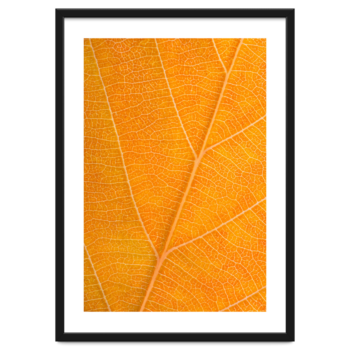 Autumn Leaf