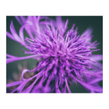 Amethyst (Print Only) thumbnail