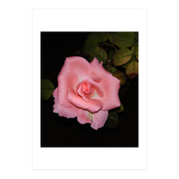 Pink Rose Floral (Print Only)