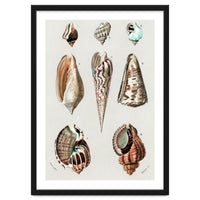 Different types of mollusks illustrated