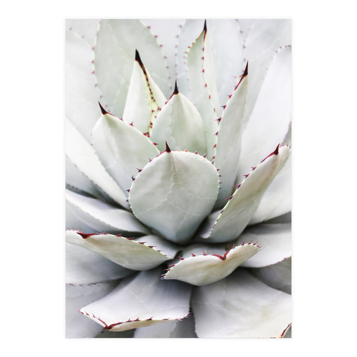 Agave plant (Print Only)