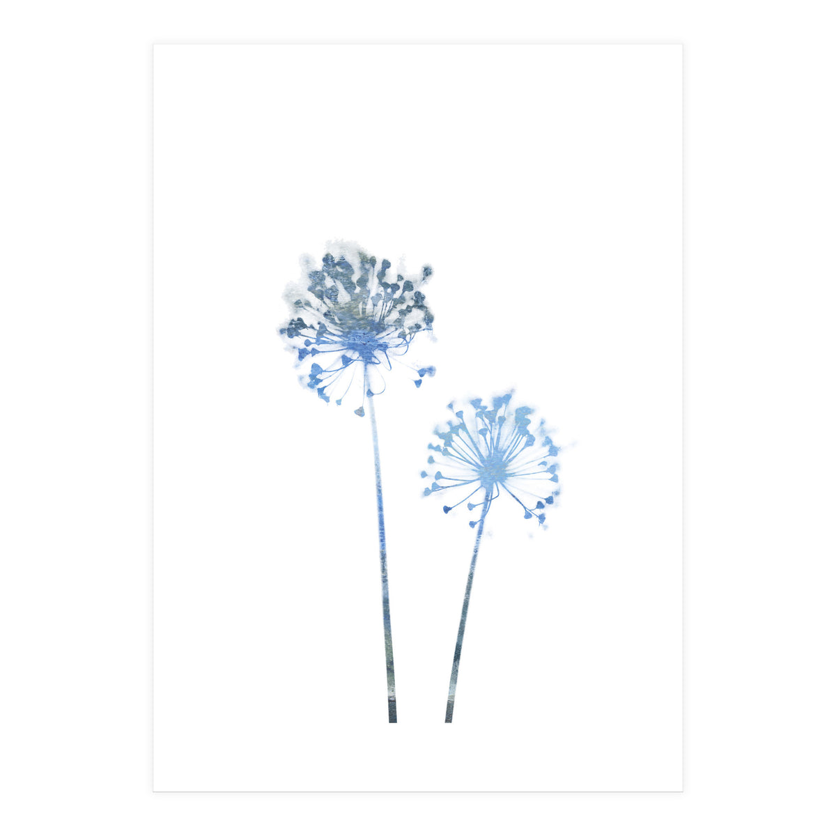 Blue Dandelion (Print Only)