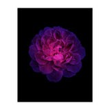 Blooming Nature (Print Only) thumbnail