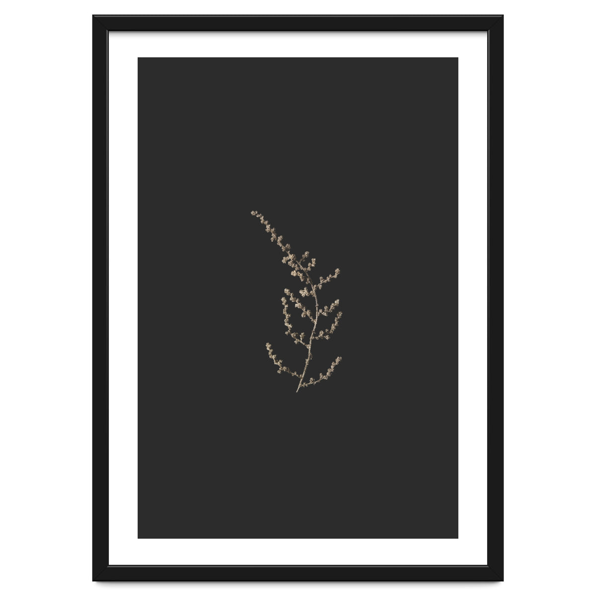 Delicate Golden Fynbos Botanicals on Black