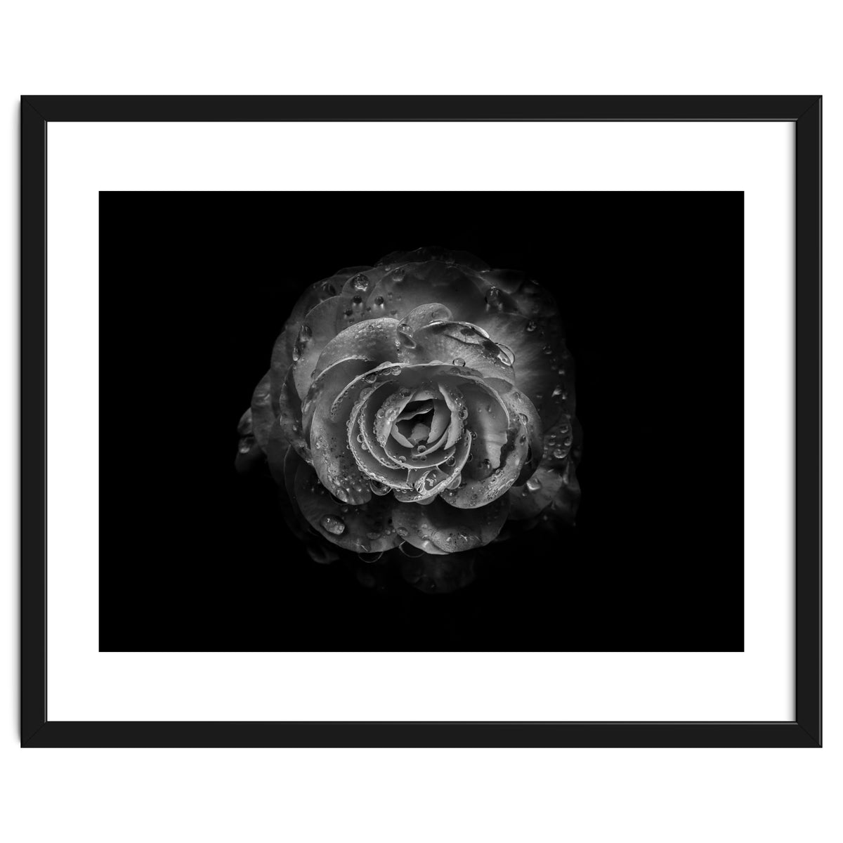 Backyard Flowers In Black And White No 64