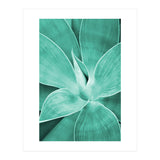 Agave (Print Only) thumbnail