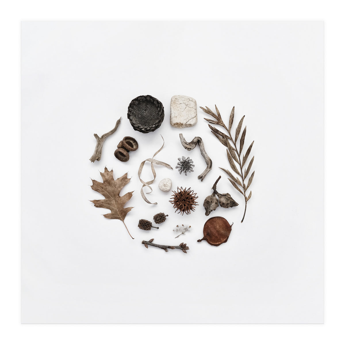 Treasures From Nature No. 2 - Square (Print Only)