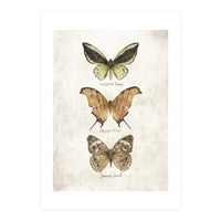 Butterflies III (Print Only)