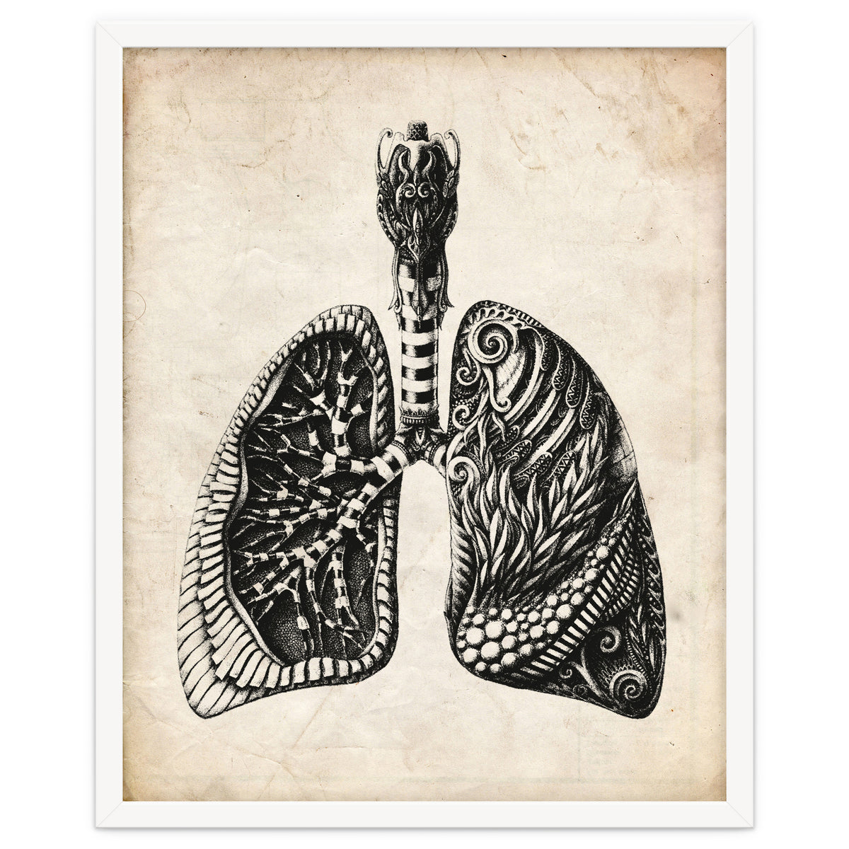 Lungs Drawing - How To Draw Lungs Step By Step