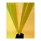 Man Ray (Print Only) thumbnail