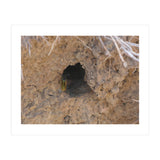 Wasp World (Print Only) thumbnail