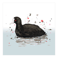 Common coot (Print Only)