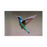 Hummingbird flying (Print Only) thumbnail