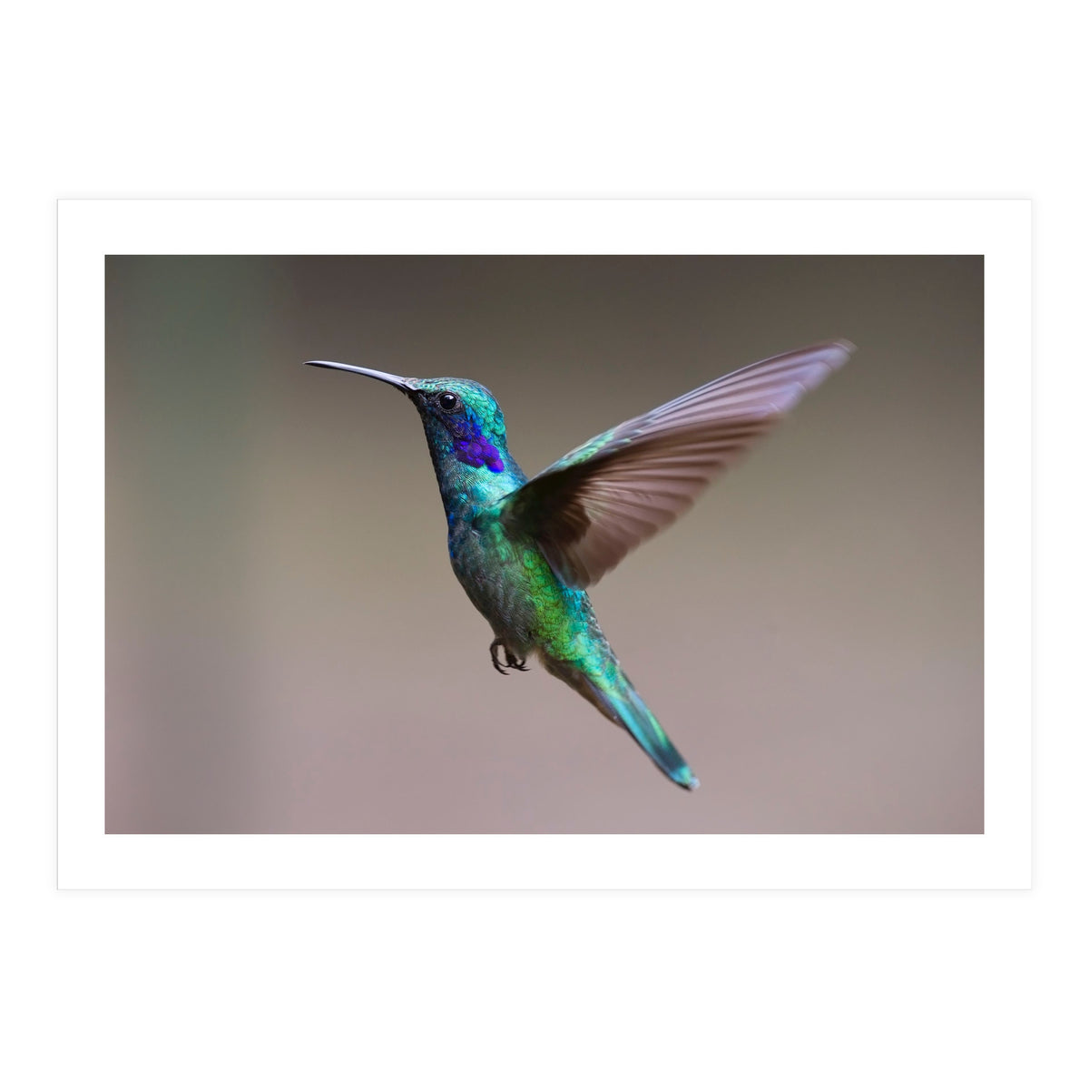 Hummingbird flying (Print Only)