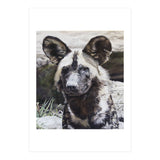 African Painted Dog II (Print Only) thumbnail